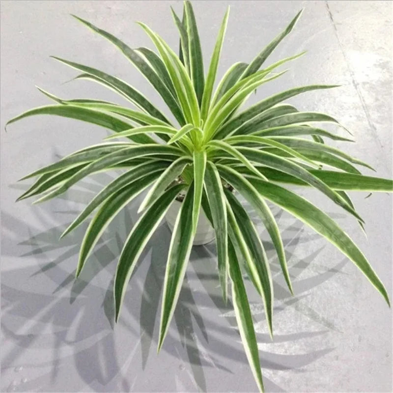 Plantes artificielles en plastique, branche de Chlorophytum, fausses plantes décoratives pour la maison, décoration de table intérieure en Pot, sans Pot