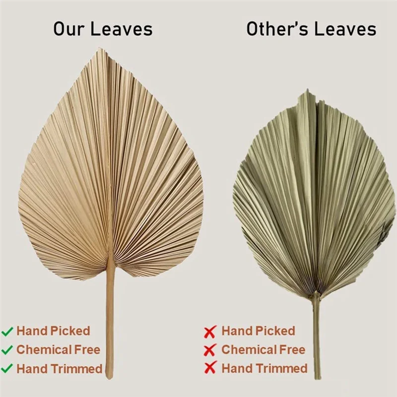 Feuilles de palmier naturelles séchées